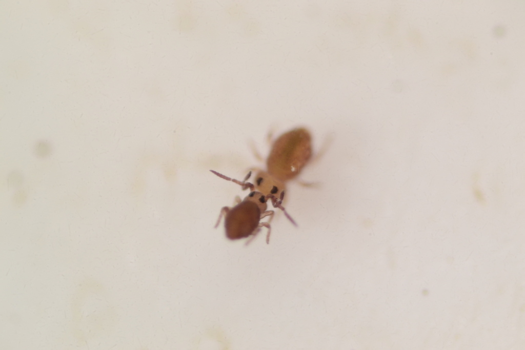 Sindurey Insect Sminthurididae in April 2026 by Timothy Lindsey · iNaturalist