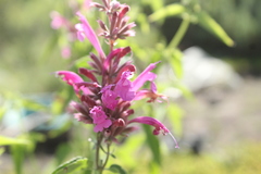 Agastache mexicana