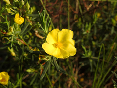 Cistus calycinus