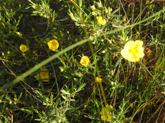 Cistus calycinus