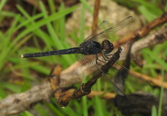 Indothemis carnatica