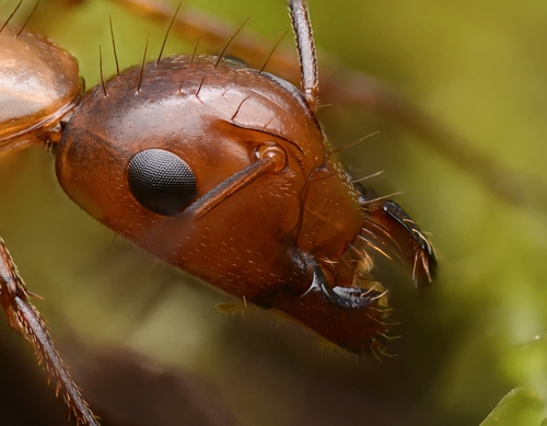 Chestnut Carpenter Ant photo 3