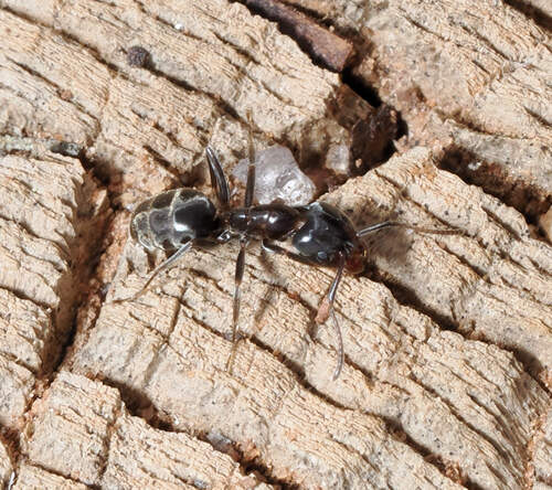 Liometopum luctuosum