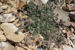 Phacelia hastata compacta