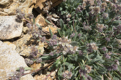 Phacelia hastata compacta