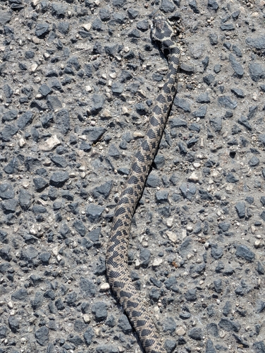 Four-lined Snake