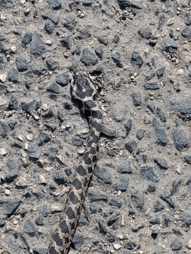 Four-lined Snake