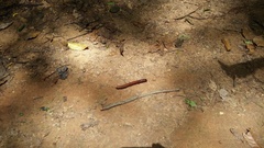 Archispirostreptus gigas