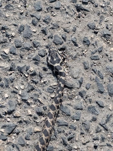Four-lined Snake