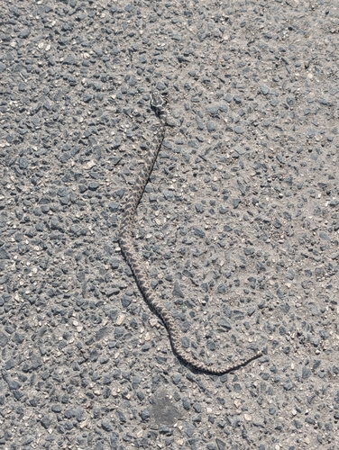 Four-lined Snake
