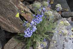 Polemonium eximium