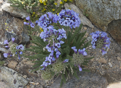 Polemonium eximium