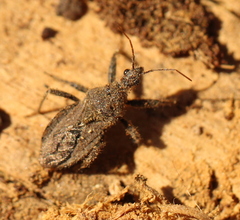 Coranus