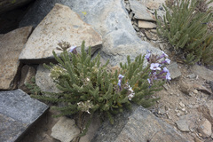 Polemonium eximium