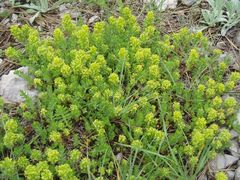 Cruciata taurica