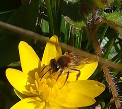 Andrena haemorrhoa