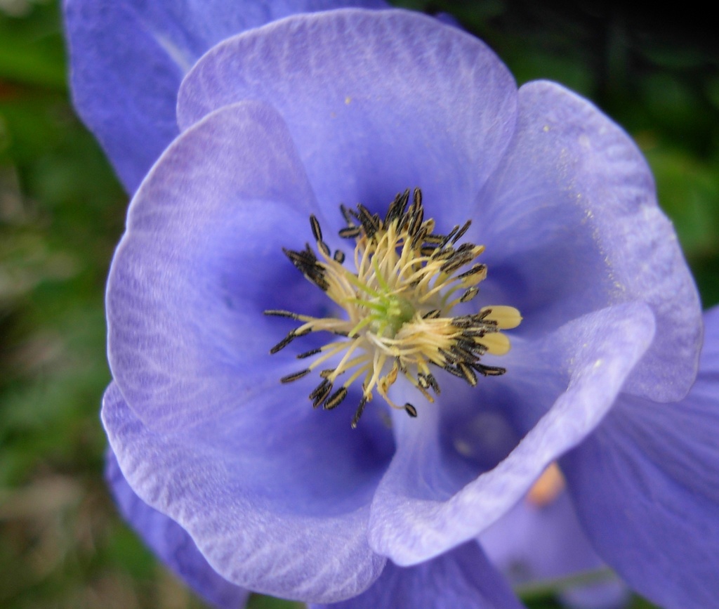 Aquilegia lucensis