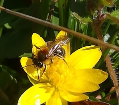 Andrena haemorrhoa