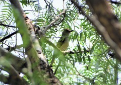 Myiarchus tuberculifer