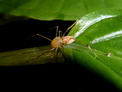 Scytodes pallida