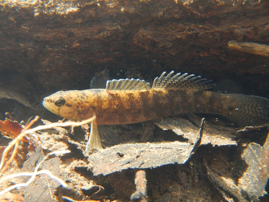 Lollypop darter (Etheostoma neopterum) — Percidae