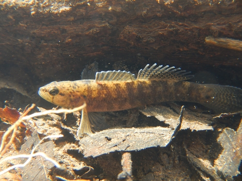 Lollypop darter (Etheostoma neopterum) — Percidae