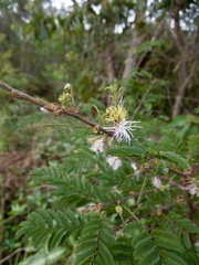 Dichrostachys