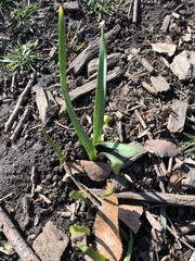 Narcissus