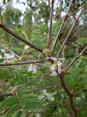 Dichrostachys