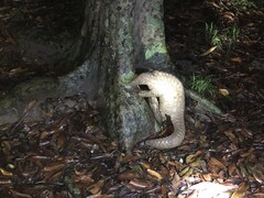 Indian Pangolin photo 2