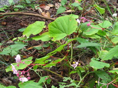 Begonia grandis