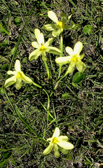 Moraea bulbillifera
