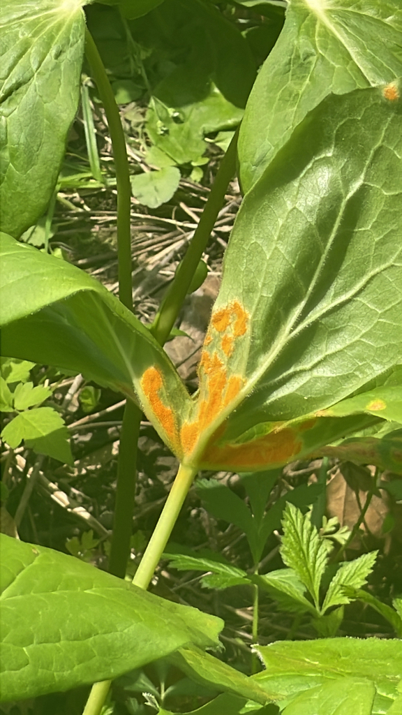 Mayapple Rust Mayapple Rust from Shrader-Weaver Nature Preserve Trails, Connersville ...
