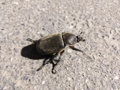 Trypoxylus dichotomus