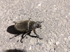 Trypoxylus dichotomus