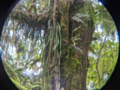 Haplopteris elongata