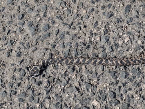 Four-lined Snake