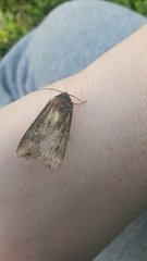 Agrotis ipsilon