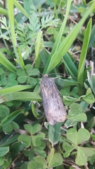 Agrotis ipsilon