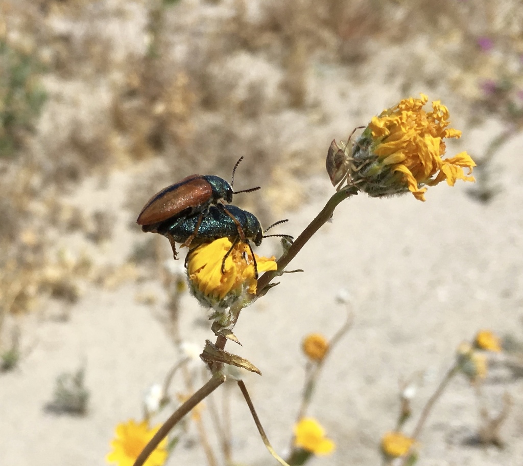 Schizopus laetus