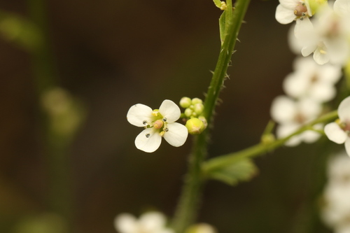 Crambe hispanica, photograph 3