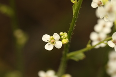 Crambe hispanica, photograph (c) Chaym Turak, some rights reserved (CC BY-SA)