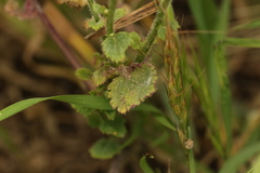 Crambe hispanica, photograph (c) Chaym Turak, some rights reserved (CC BY-SA)