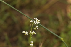 Crambe hispanica, photograph (c) Chaym Turak, some rights reserved (CC BY-SA)