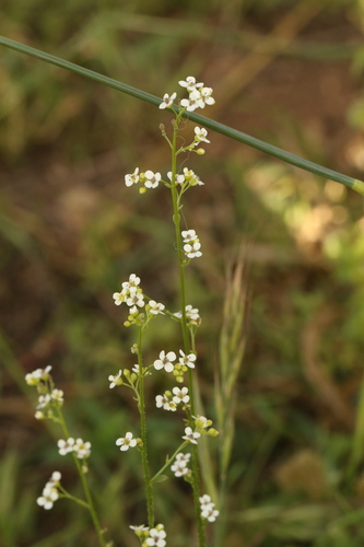 Crambe hispanica, photograph 4