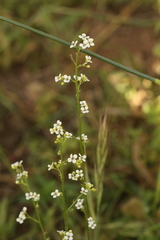 Crambe hispanica, photograph (c) Chaym Turak, some rights reserved (CC BY-SA)