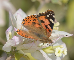 Vanessa cardui