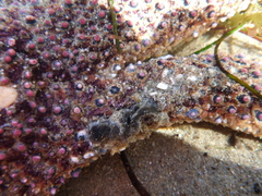 Pisaster giganteus