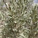 Artemisia tridentata - Photo (c) brak,  זכויות יוצרים חלקיות (CC BY-NC)