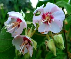 Dombeya pulchra